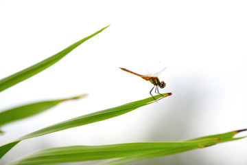 Dragonfly on the twigs in the In the morning, look beautiful