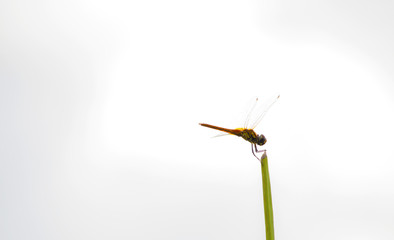 Dragonfly on the twigs in the In the morning, look beautiful