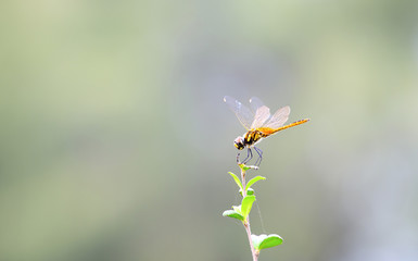 Dragonfly on the twigs in the In the morning, look beautiful
