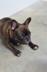 A french bulldog puppy