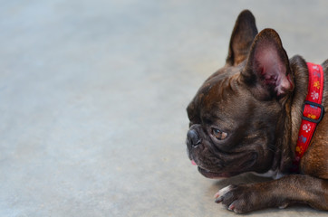 A french bulldog puppy
