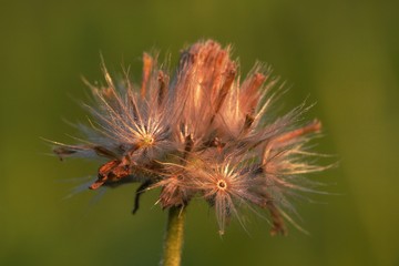 a dried dandelion