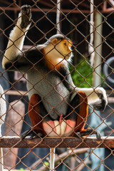 A male red-shanked douc langur is sitting in the cage