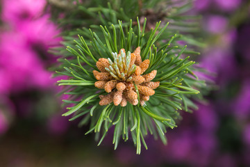 Obraz premium A blossoming pine. Macro