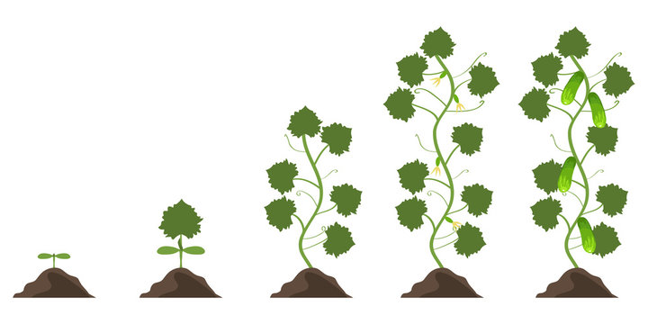Phases of growth of a cucumber. Phases of vegetation of a cucumber.
