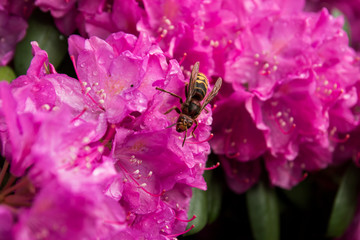 Bees collect honey from pink flowers (wild rose)