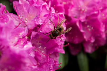 The bee collects nectar from purple flowers