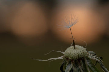 Gewöhnlicher Löwenzahn  © gebut