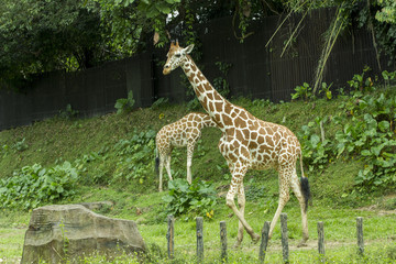 giraffe inside the zoo