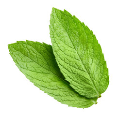 Obraz premium mint leaves isolated