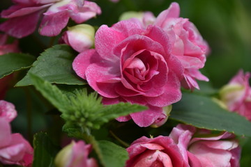 Pink Rose