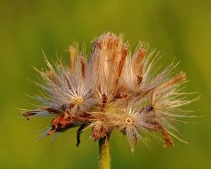 a dried dandelion