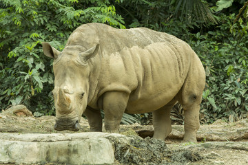 Obraz premium rhinoceros in the zoo