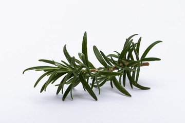 Rosemary branch isolated on white background