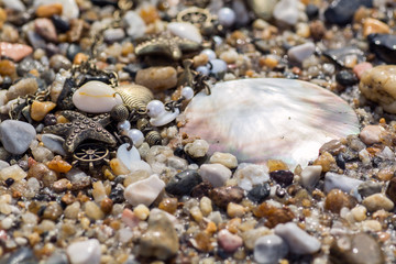 Decoration with a seashell-style seashell on the beach