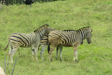 zebras inside the zoo