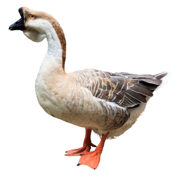 Big adult goose isolated on white background