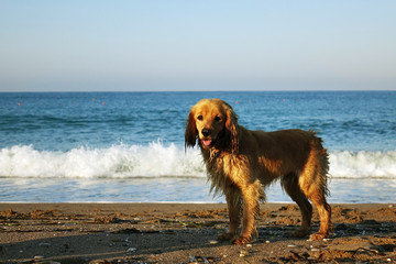 Portrait of a young dog on a sandy beach, against the sky and sea waves.