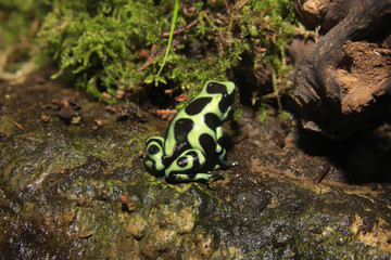 Goldbaumsteiger (Dendrobates auratus) Pfeilgiftfrosch