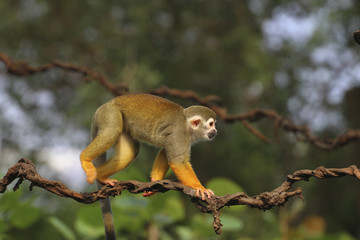 Obraz premium Grünen Meerkatzen (Chlorocebus) klettert am Baum