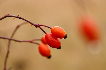 Hagebutten der Hundsrose (Rosa canina) mit Wassertropfen