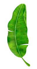 Banana leaf painted with watercolors and isolated on white background. Elemement for design.