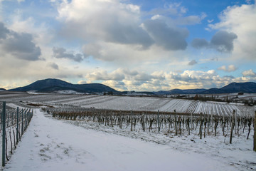 Fototapeta na wymiar Winter in der Südpfalz