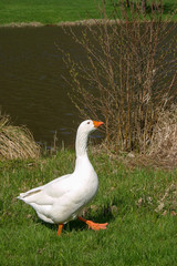 Weiße Hausgans (Anser anser formes domestica)