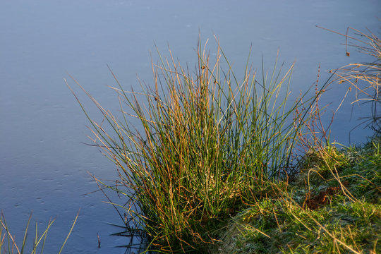 Binsen (Juncus)