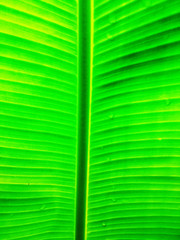 Green leaf with drops of water