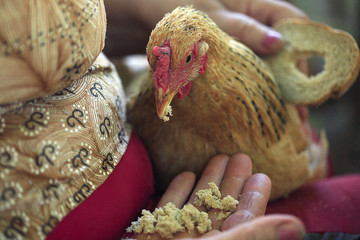 henyard summer countryside