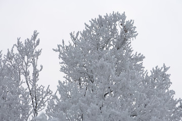 Snowcowered branches. Winter blur background. Frost trees.