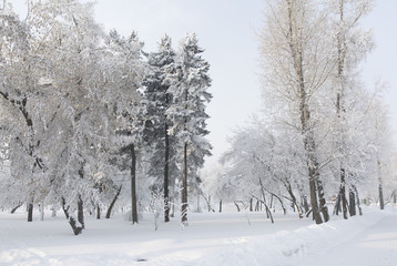 Snow covered fir trees. Winter frost forest. Cold december moning in the park.