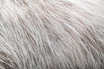 Macro image of dog hairs with short hair