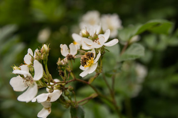 The bee collects nectar from small white flowers