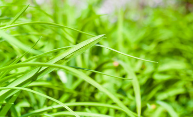 A background of green grass close up. Green background