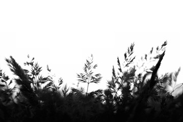  fernBlack and white photo of a plant. Seems like a fern.