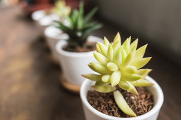 green cactus pot