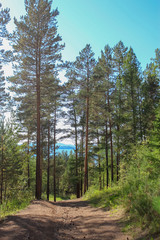Pines in Siberian taiga. Autumn in forest.