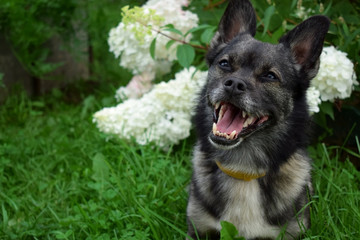 Happy mixed breed dog is sitting in the grass in a garden