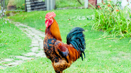 rooster, poultry: a bright beautiful cock walking on the grass in a village or a farm