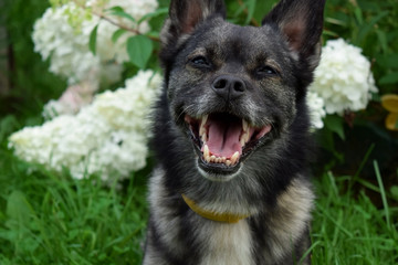 Happy mixed breed dog is sitting in the grass in a garden