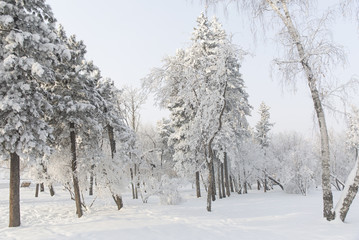 Fototapeta na wymiar Snow covered fir trees. Winter frost forest. Cold december moning in the park.