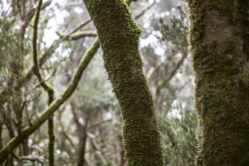 Fototapeta premium Árbol niebla tenerife laurisilva