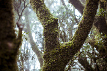 Fototapeta premium Árbol niebla tenerife laurisilva
