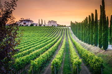 A winery in Umbria, Italy. - obrazy, fototapety, plakaty