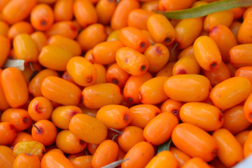 Berries of sea buckthorn close up