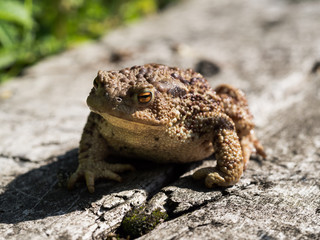The common toad frog, European toad (bufo bufo) is an amphibian found throughout most of Europe