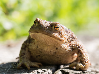 The common toad frog, European toad (bufo bufo) is an amphibian found throughout most of Europe