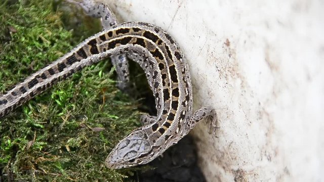 Sand lizard, Lacerta agilis